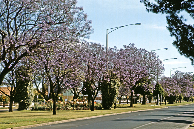 Prachtvolle Avenue in Mildura